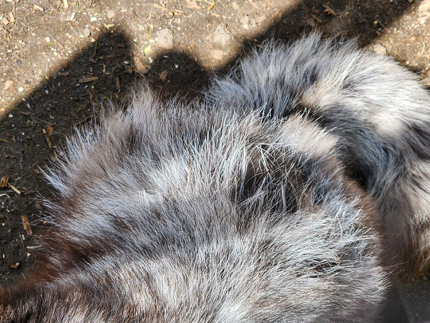 сергиев посад, парк чудес, гуси, песцы, выставка животных, ферма,