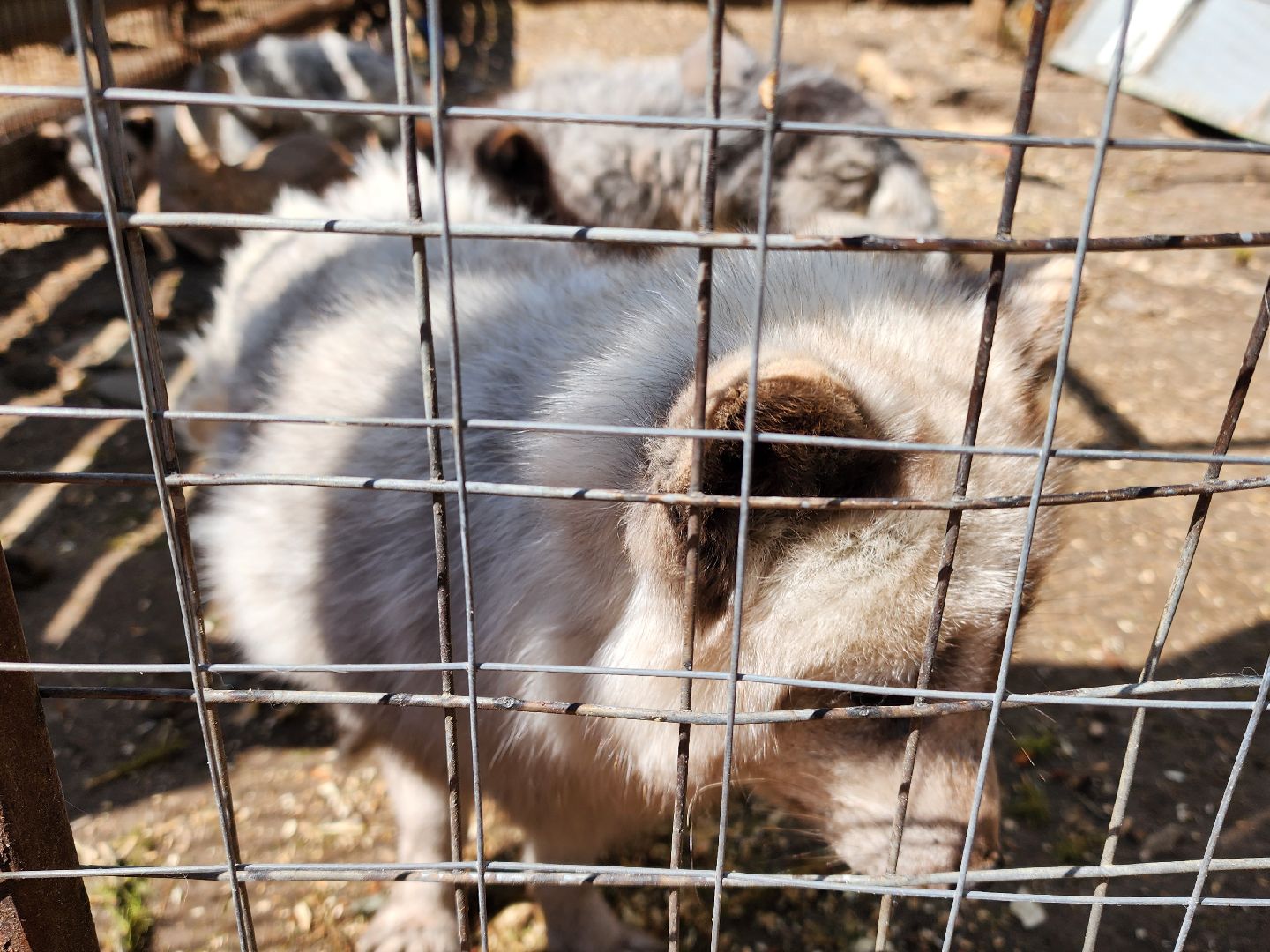 сергиев посад, парк чудес, гуси, песцы, выставка животных, ферма,