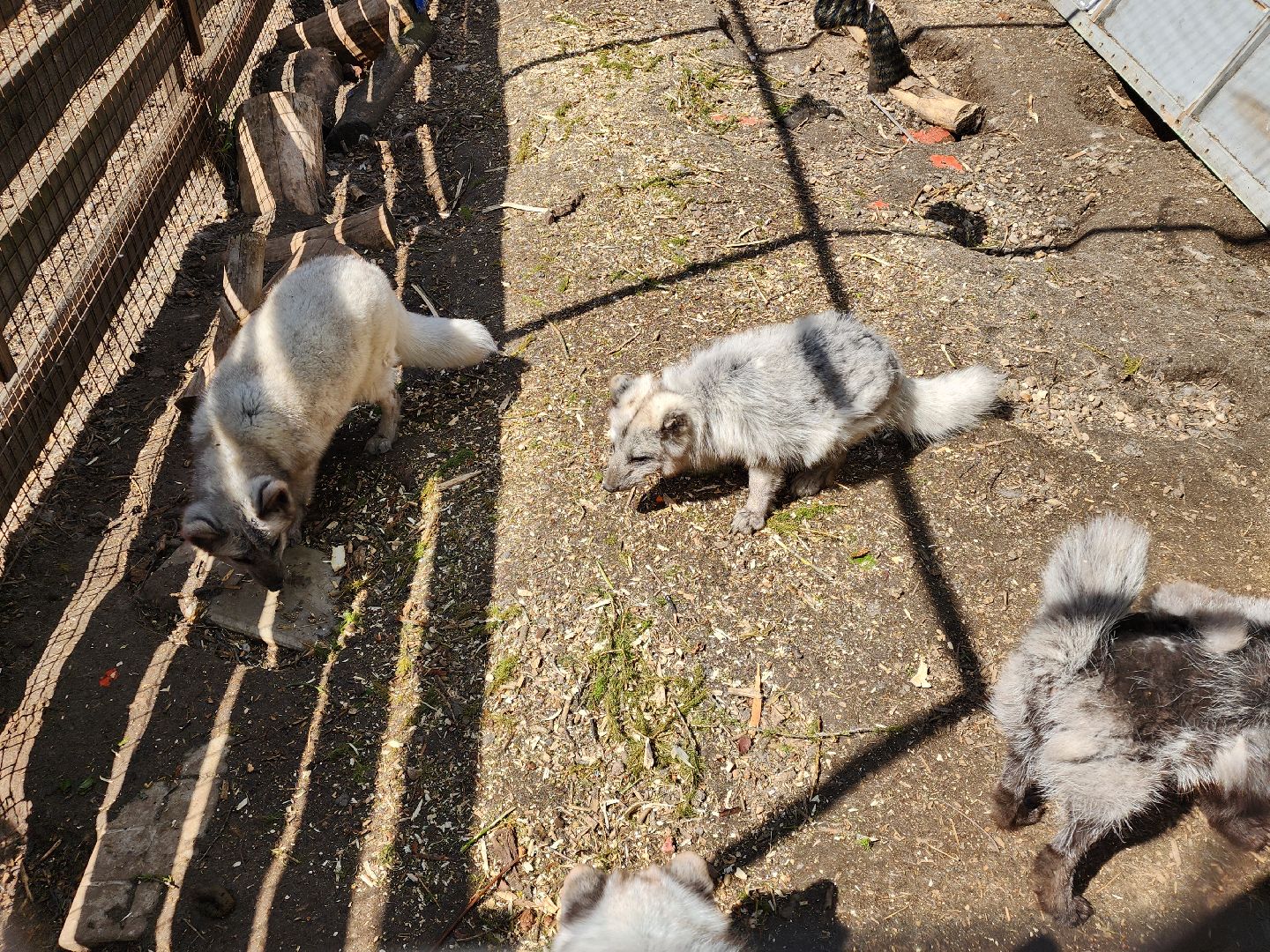 сергиев посад, парк чудес, гуси, песцы, выставка животных, ферма,