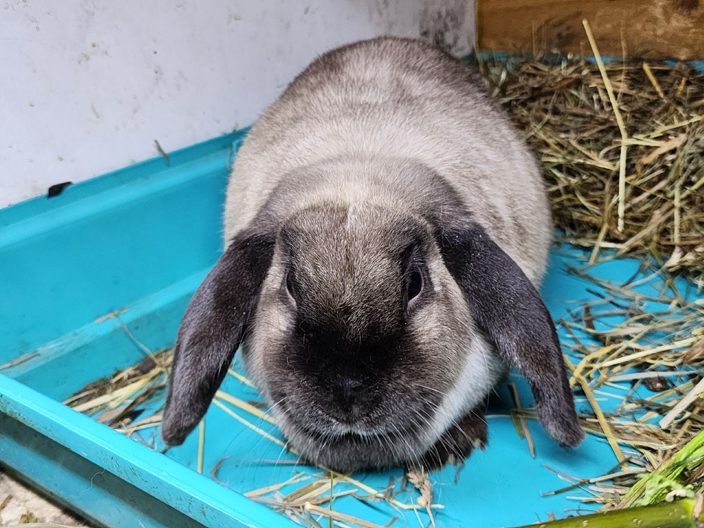 сергиев посад, парк чудес, гуси, песцы, выставка животных, ферма,