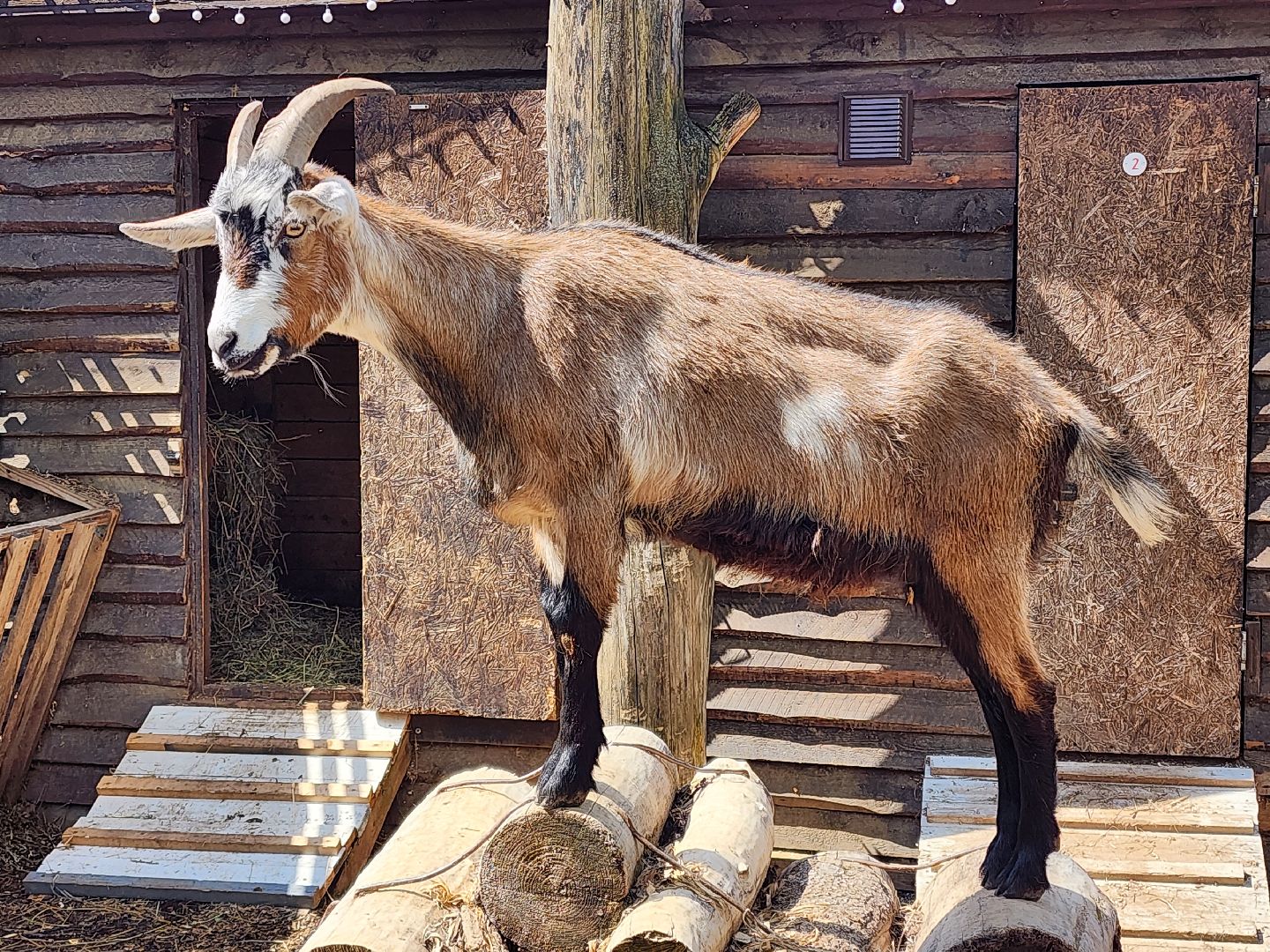 сергиев посад, парк чудес, гуси, песцы, выставка животных, ферма,