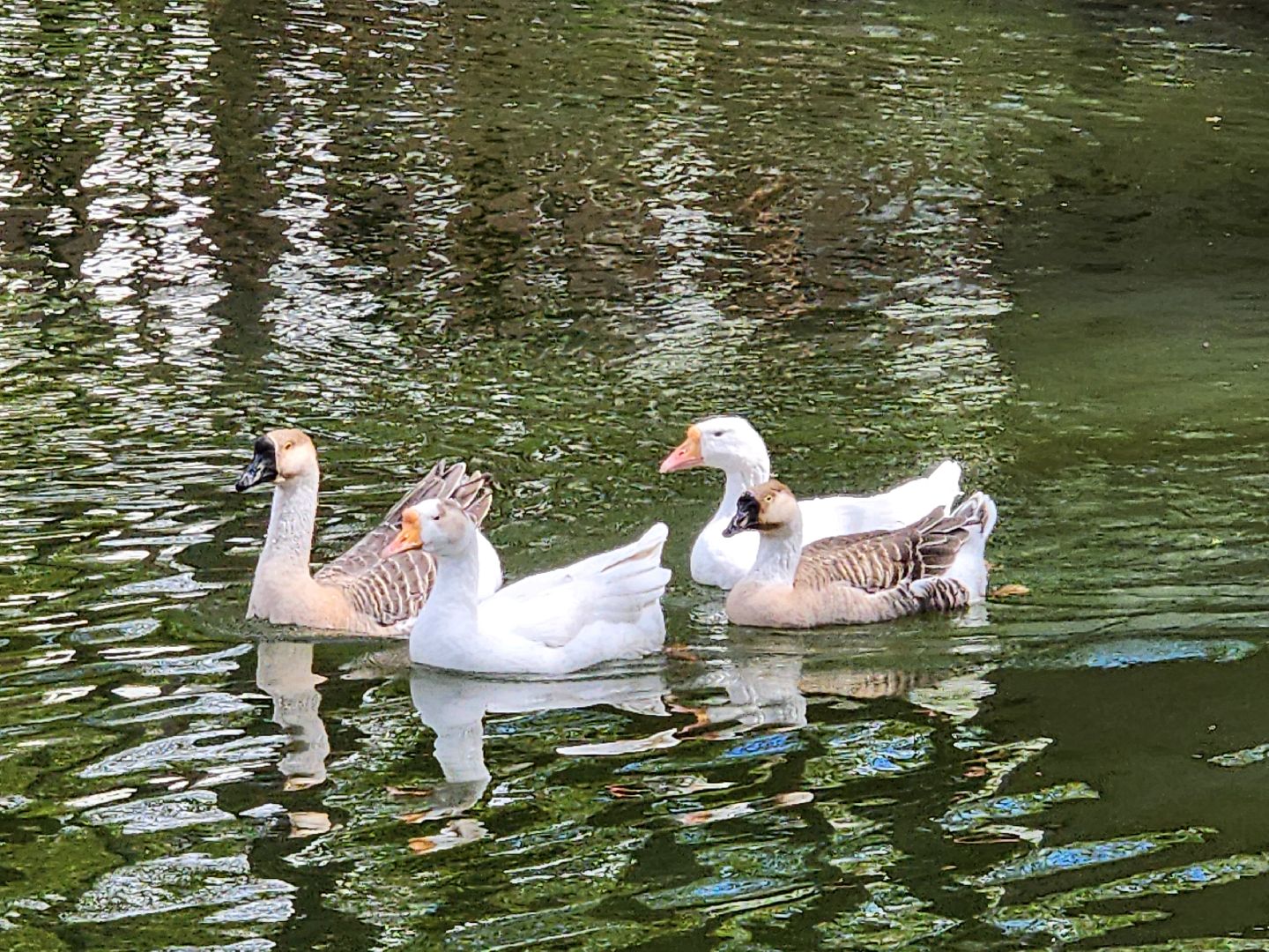 сергиев посад, парк чудес, гуси, песцы, выставка животных, ферма,