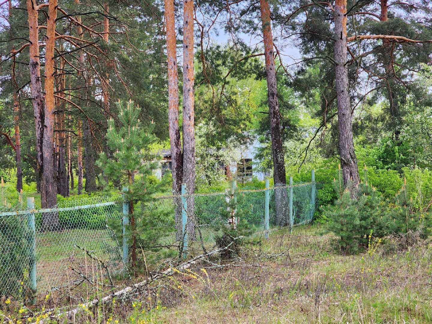 выездная администрация, шатура, шатурский округ, туголесский бор, благоустройство 2025,