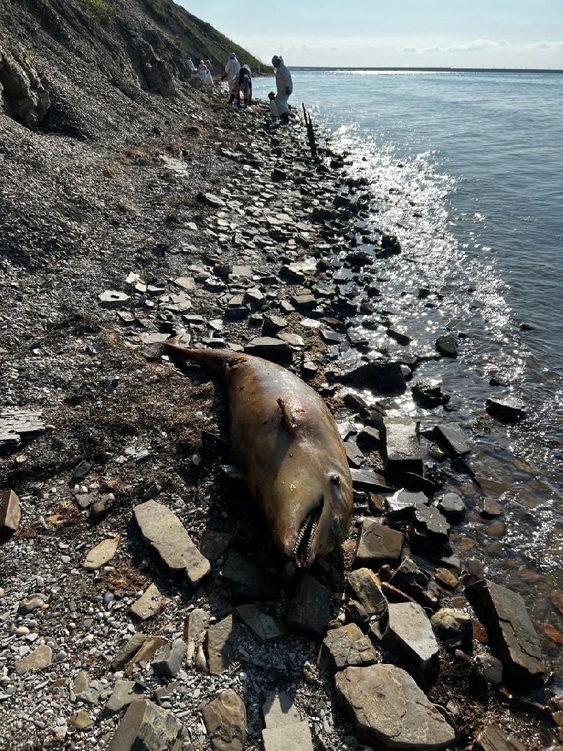 Егорьевск, Подмосковье, Московская область,