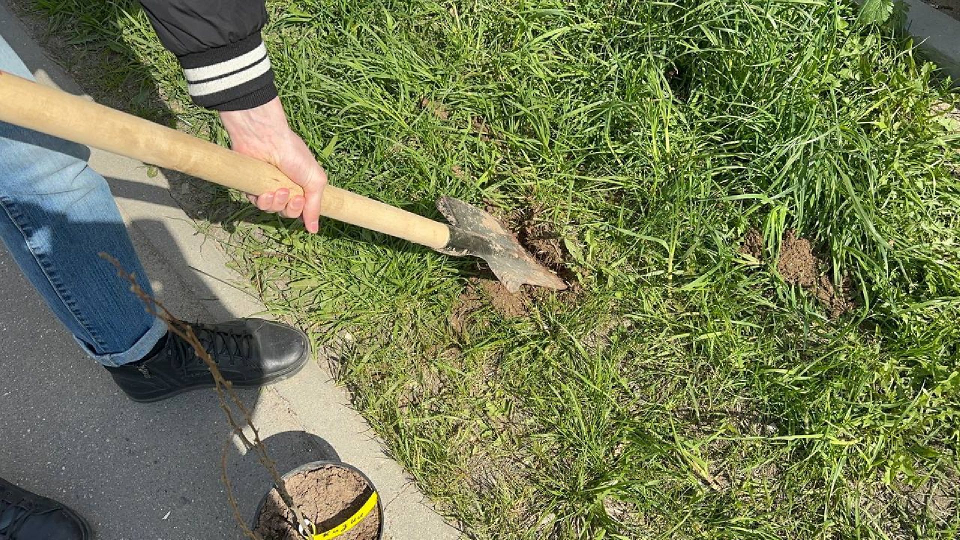 домодедово, сад памяти, акция, микрорайон южный,