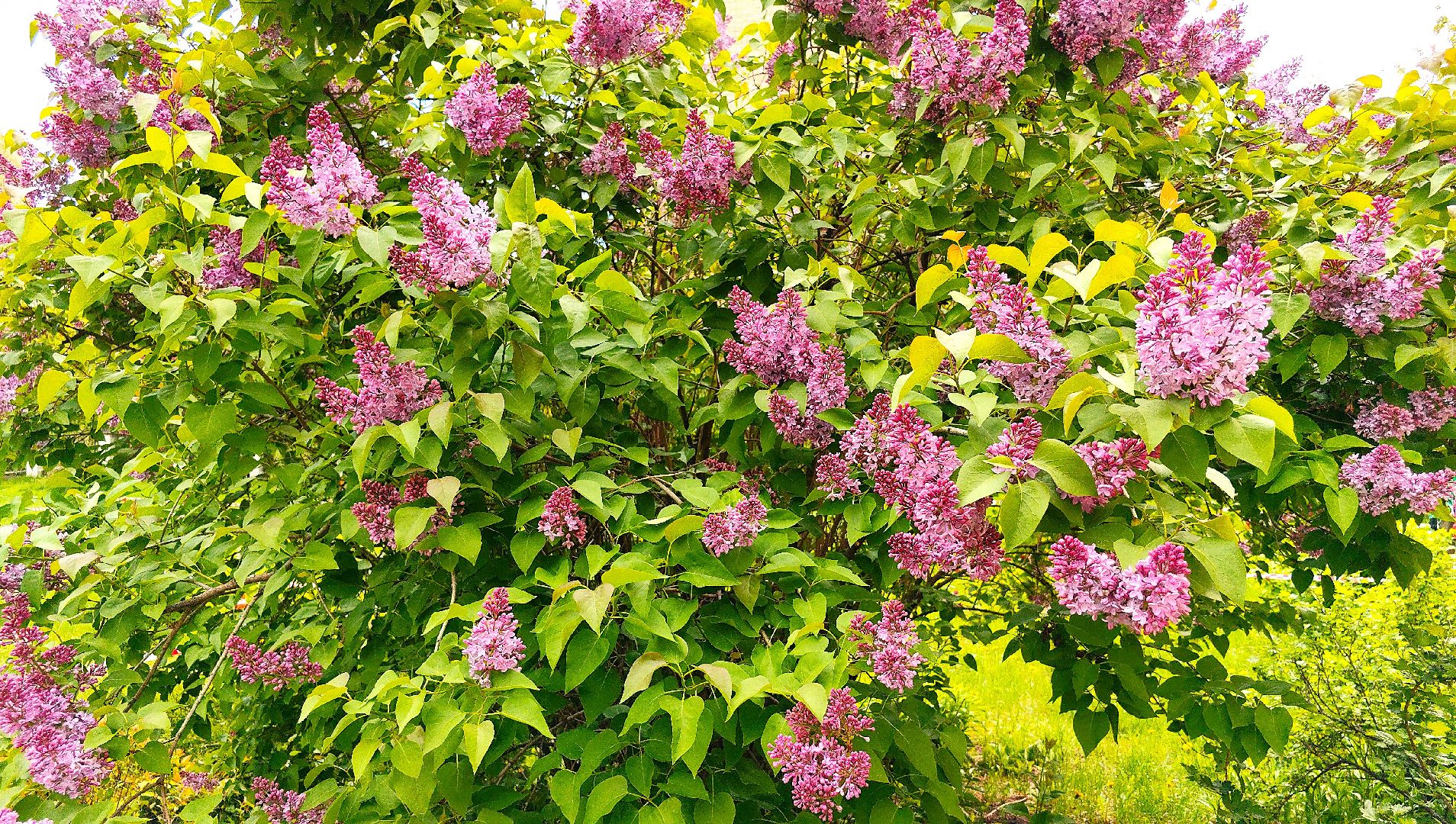 сирень, вишня, яблоня, цветение,