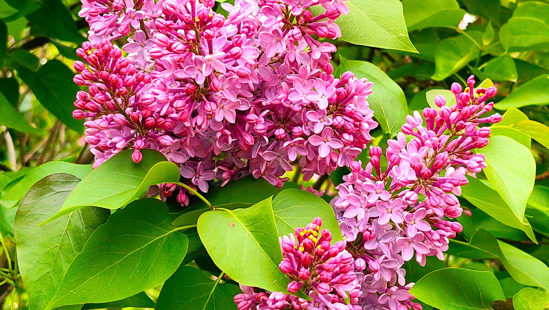 сирень, вишня, яблоня, цветение,