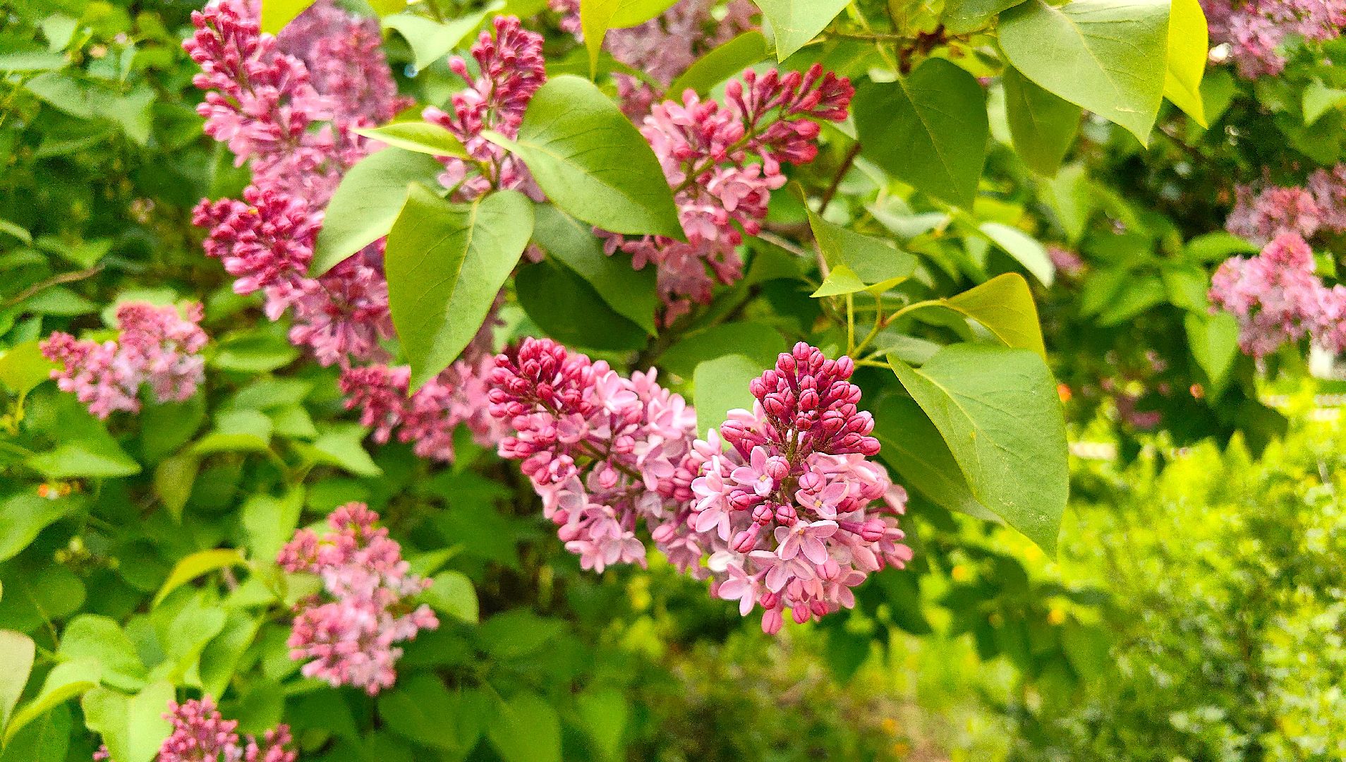 сирень, вишня, яблоня, цветение,