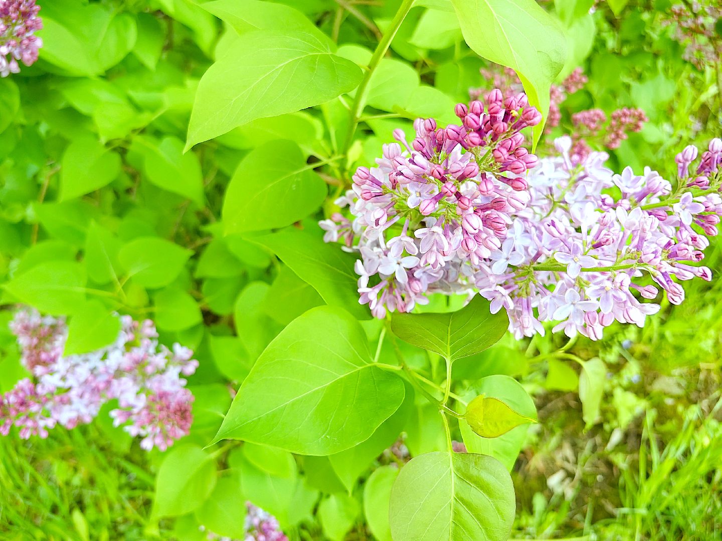 сирень, вишня, яблоня, цветение,