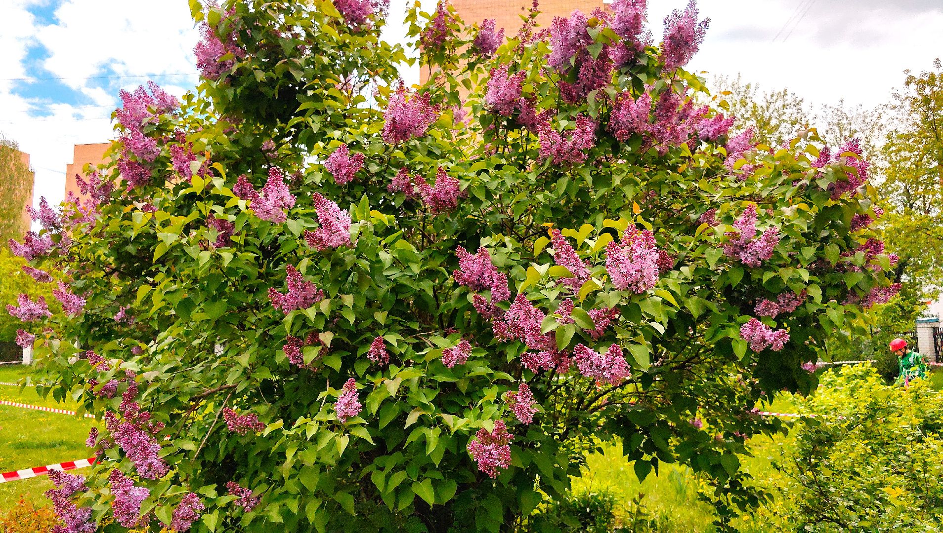 сирень, вишня, яблоня, цветение,