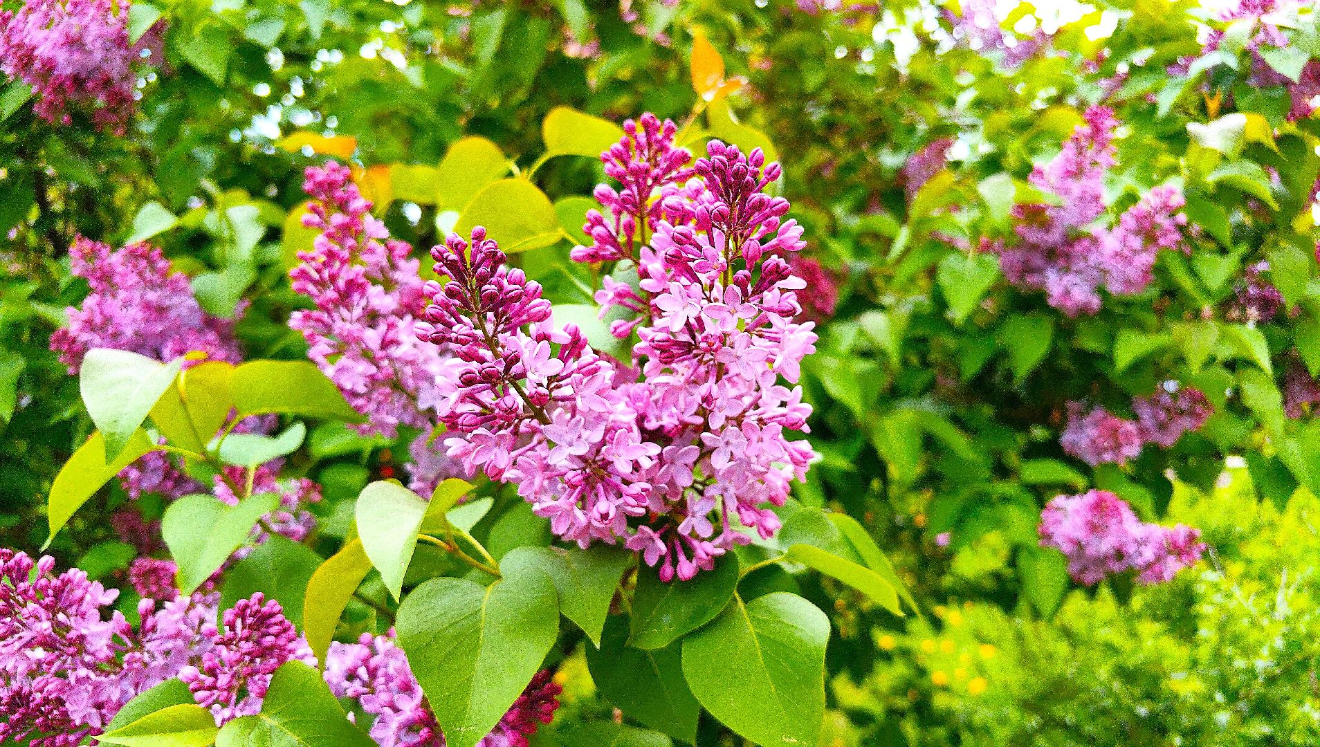 сирень, вишня, яблоня, цветение,