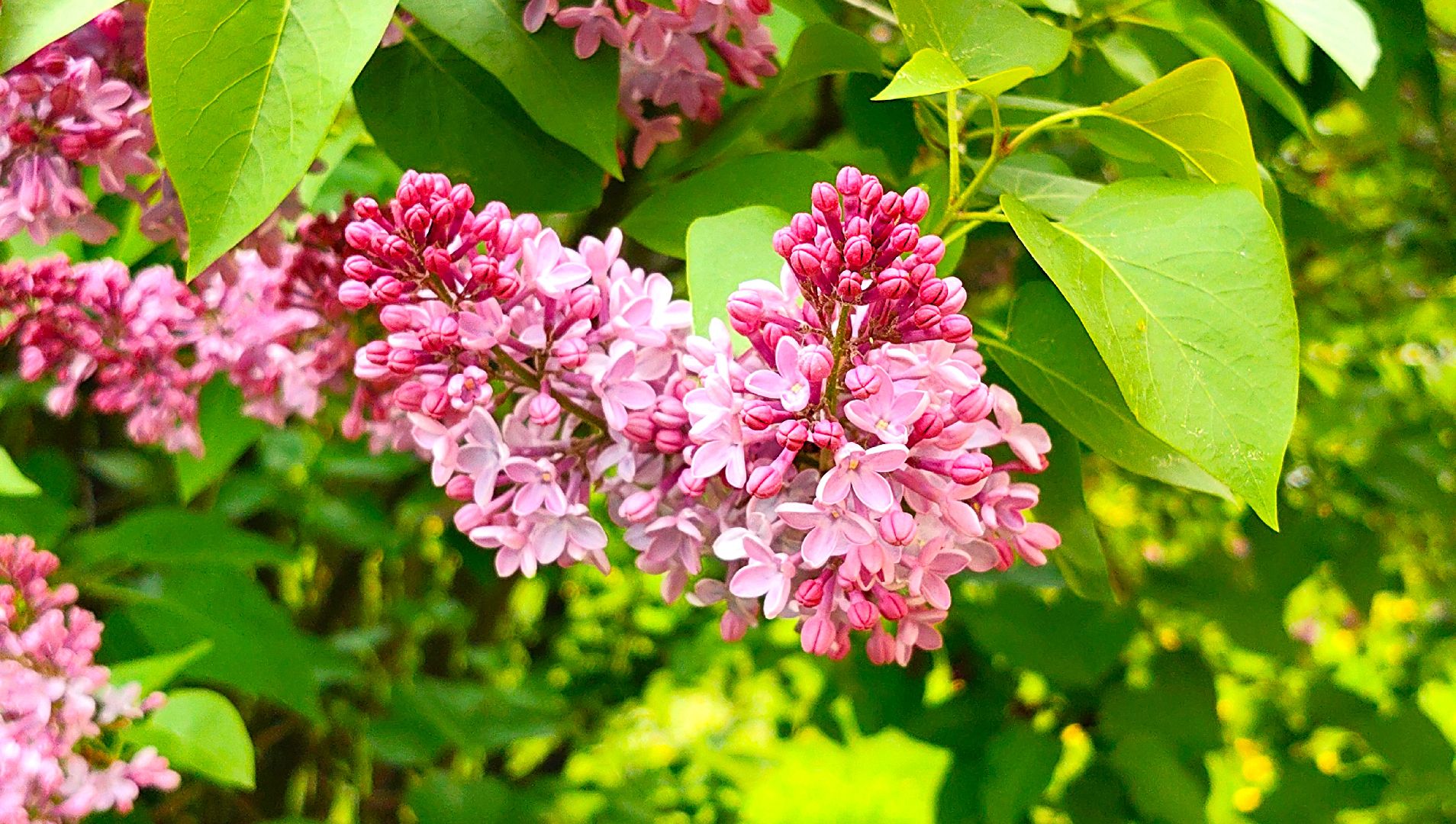 сирень, вишня, яблоня, цветение,