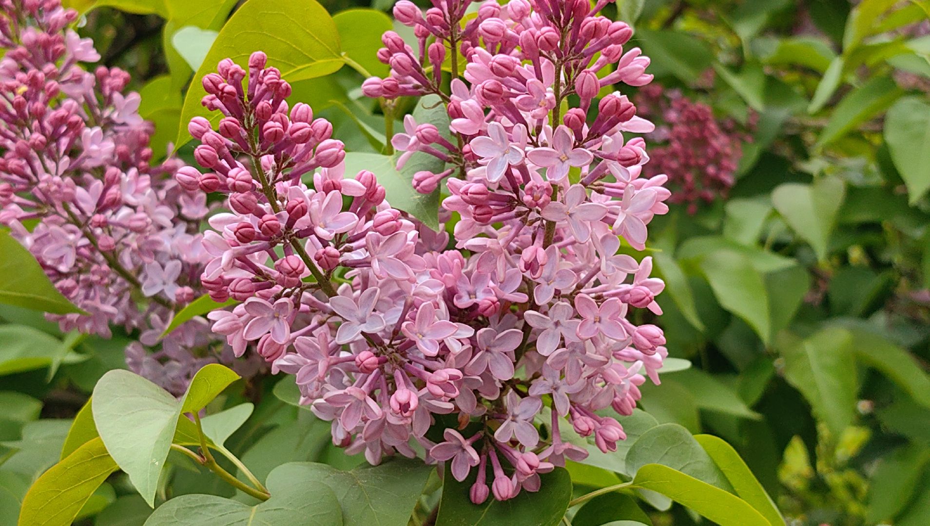 сирень, вишня, яблоня, цветение,