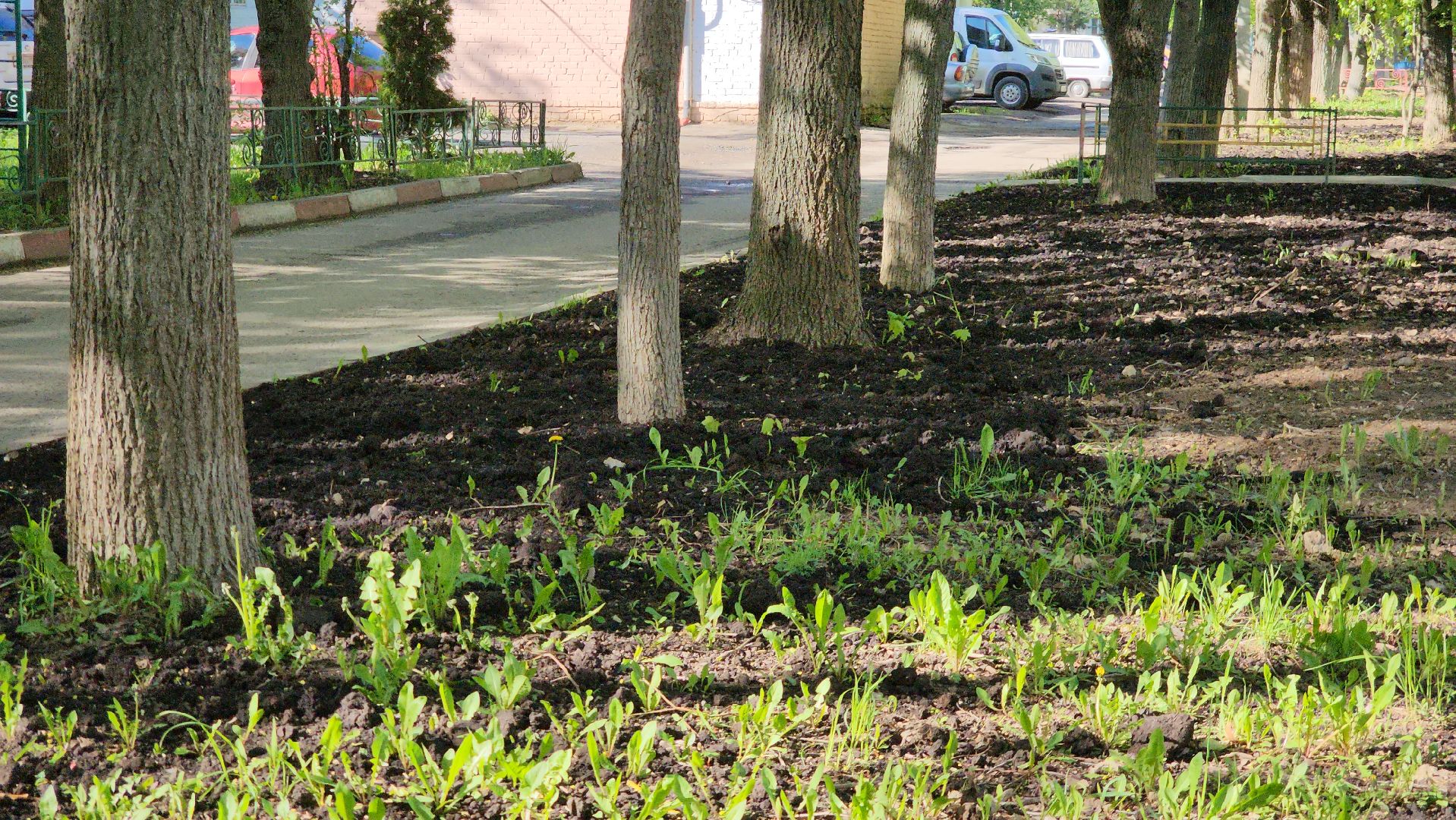 Газон, Благоустройство , Лобня,