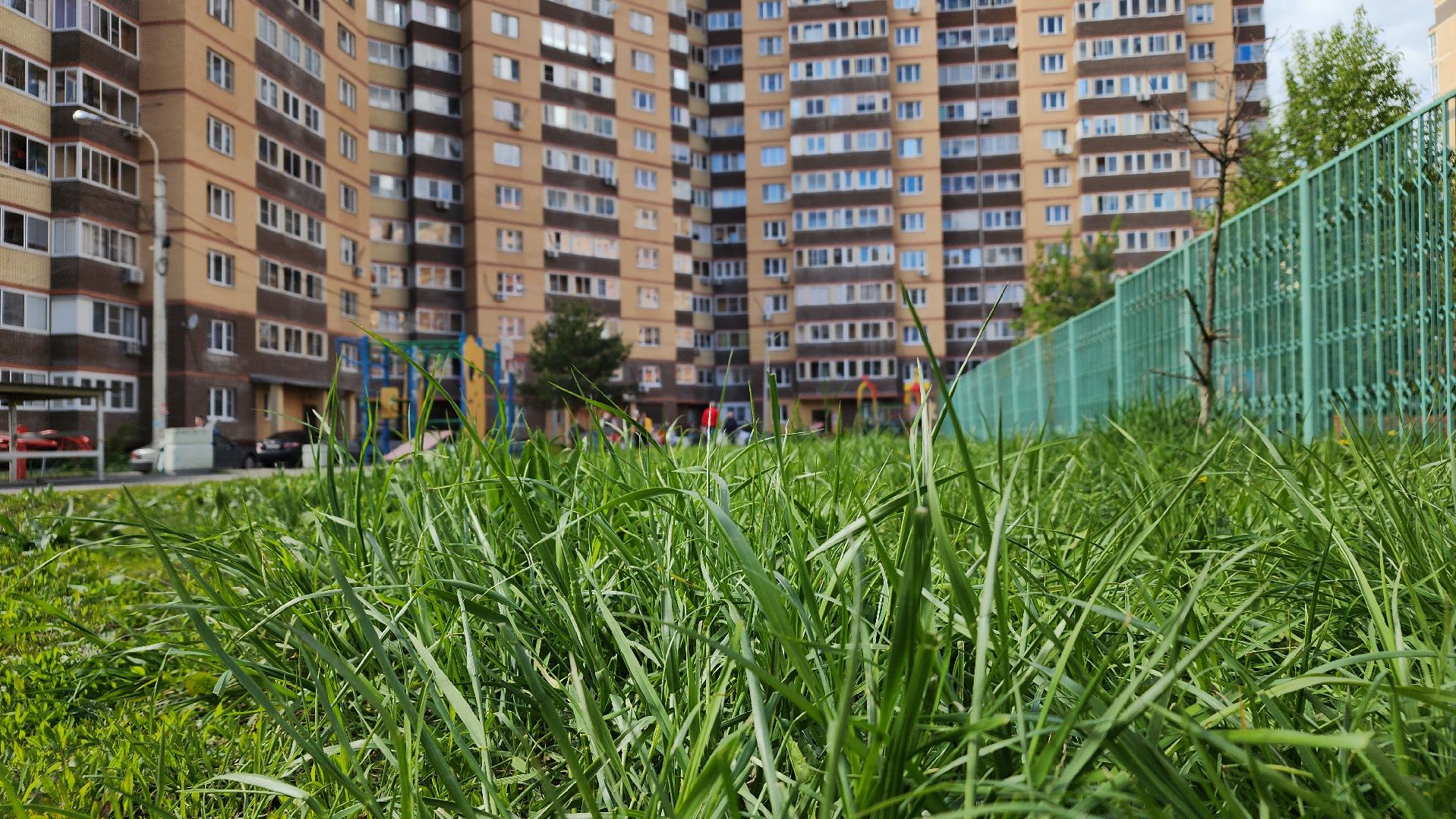 благоустройство, газон, лосино-петровский,