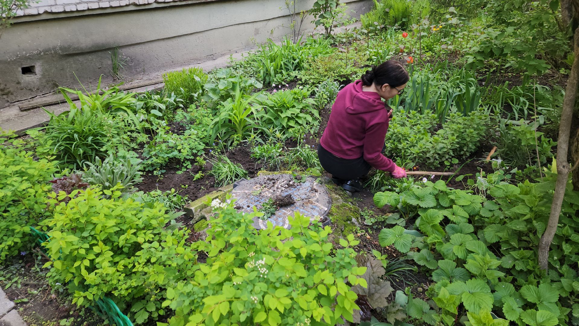 вертикалки, пушкино, цветник, клумбы у домов, жители,высадка, двор,