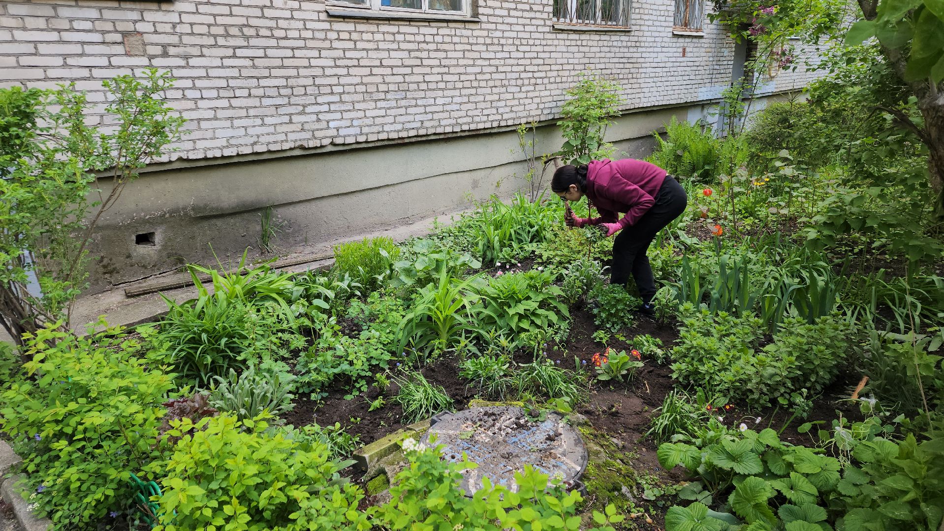 вертикалки, пушкино, цветник, клумбы у домов, жители,высадка, двор,