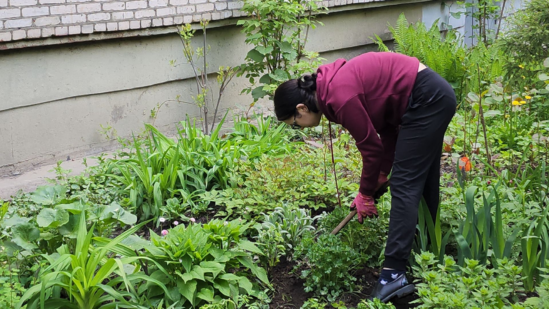 вертикалки, пушкино, цветник, клумбы у домов, жители,высадка, двор,
