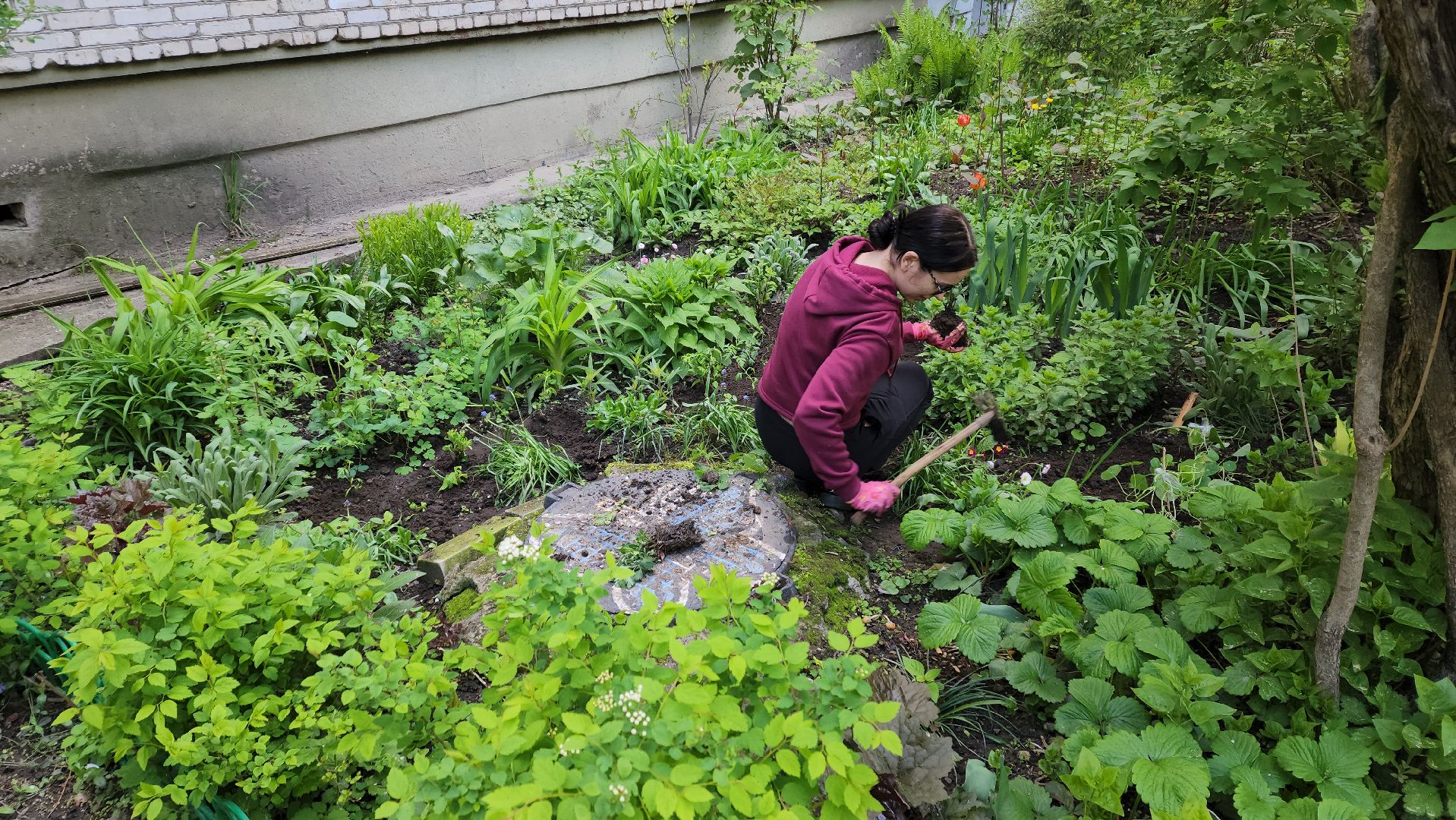 вертикалки, пушкино, цветник, клумбы у домов, жители,высадка, двор,