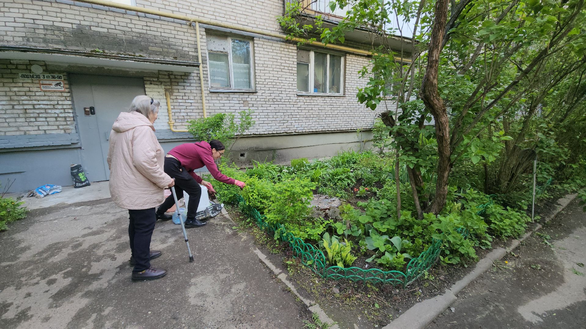 вертикалки, пушкино, цветник, клумбы у домов, жители,высадка, двор,