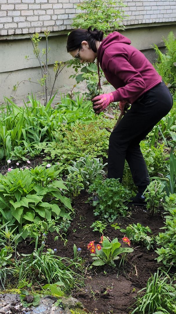 вертикалки, пушкино, цветник, клумбы у домов, жители,высадка, двор,