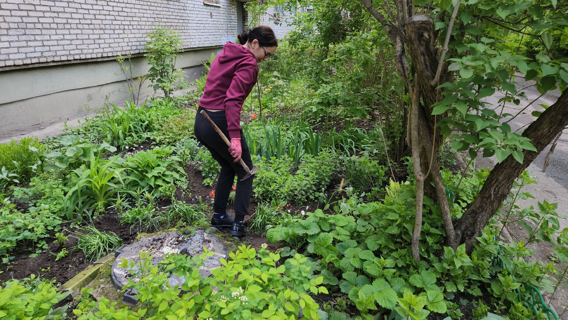 вертикалки, пушкино, цветник, клумбы у домов, жители,высадка, двор,