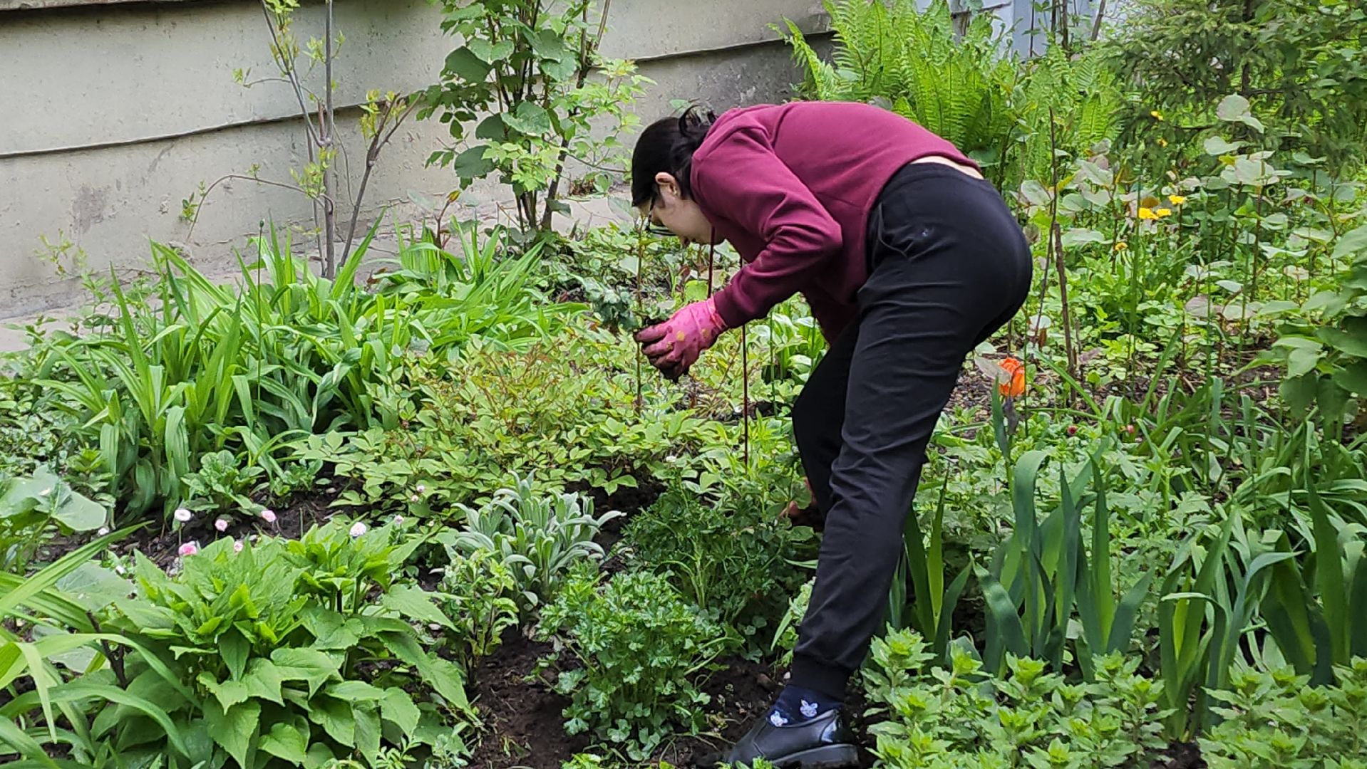 вертикалки, пушкино, цветник, клумбы у домов, жители,высадка, двор,