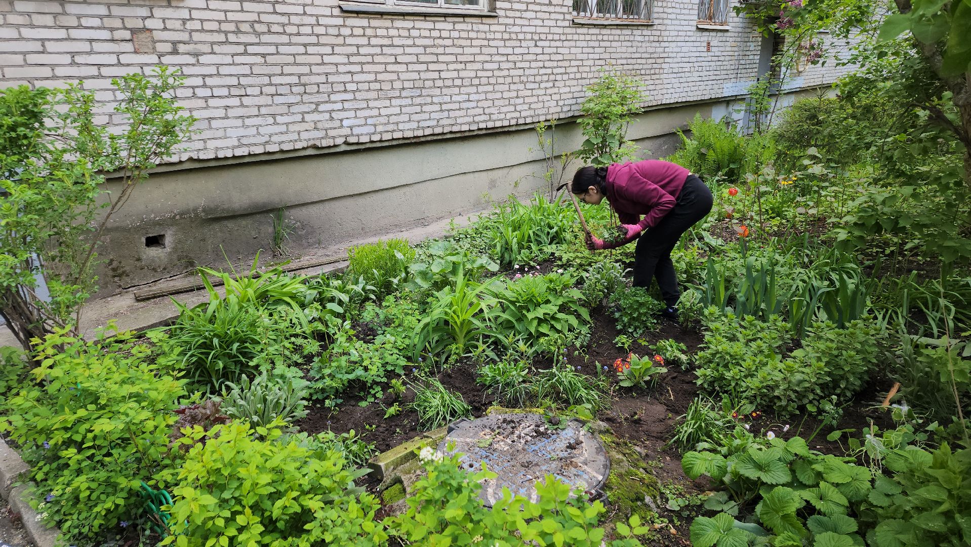 вертикалки, пушкино, цветник, клумбы у домов, жители,высадка, двор,