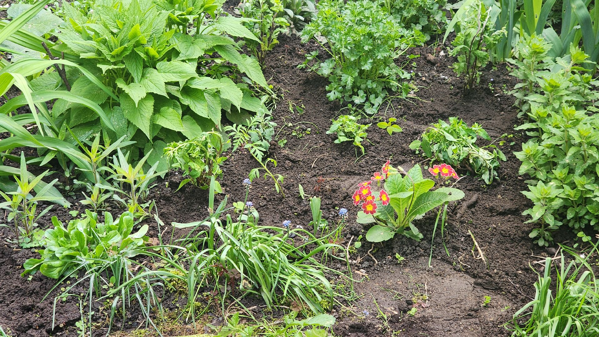 вертикалки, пушкино, цветник, клумбы у домов, жители,высадка, двор,