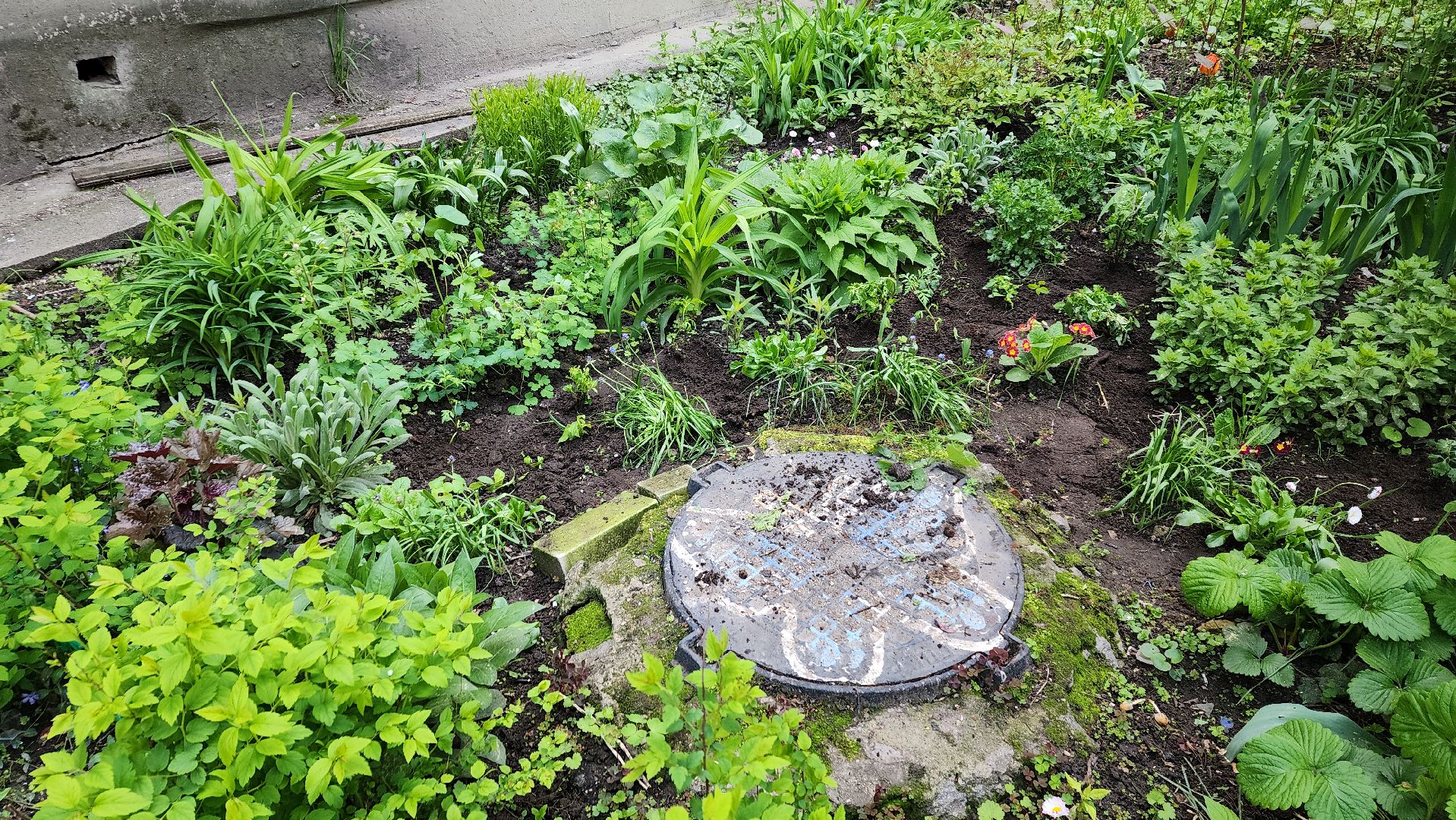 вертикалки, пушкино, цветник, клумбы у домов, жители,высадка, двор,