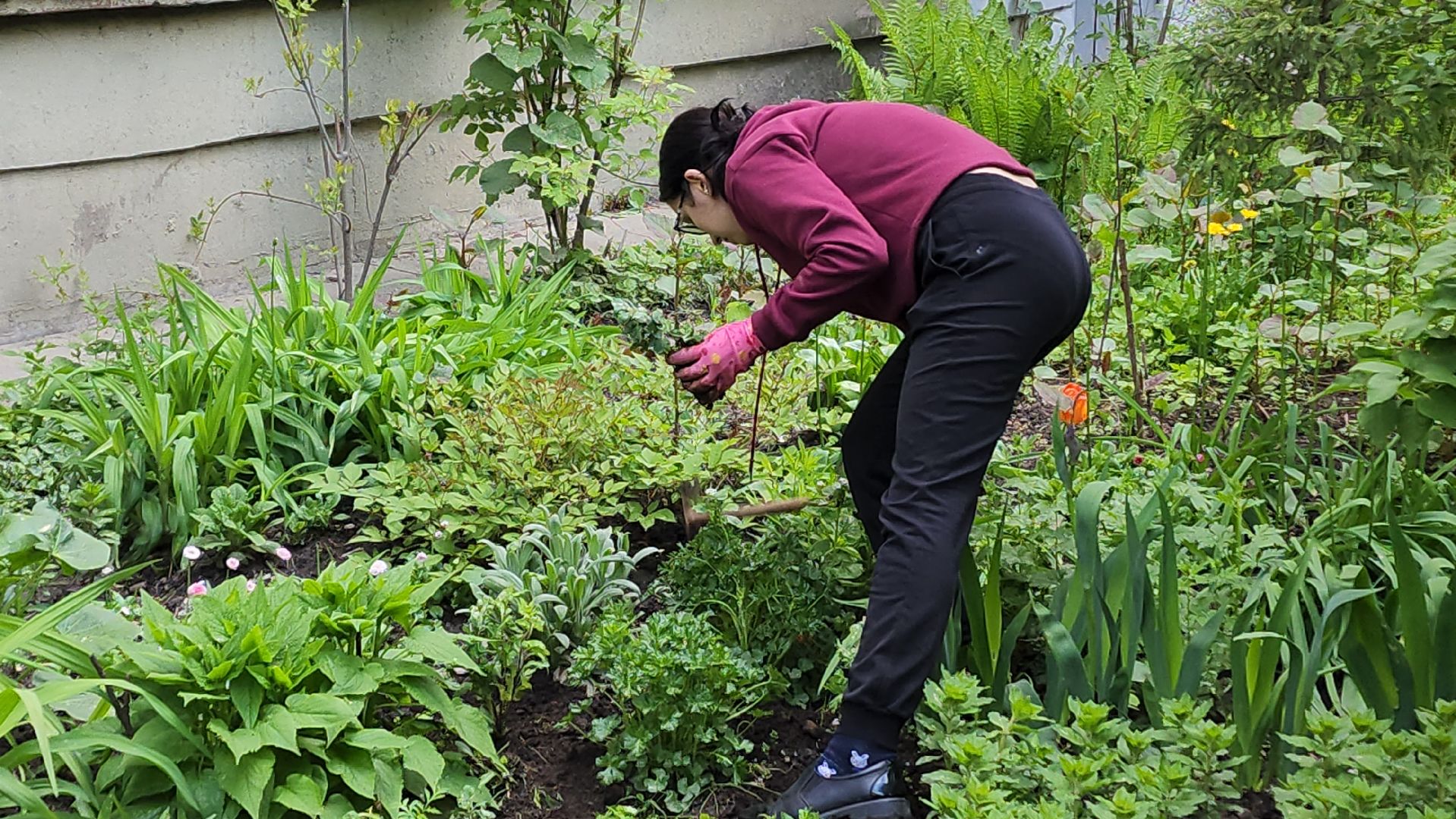 вертикалки, пушкино, цветник, клумбы у домов, жители,высадка, двор,