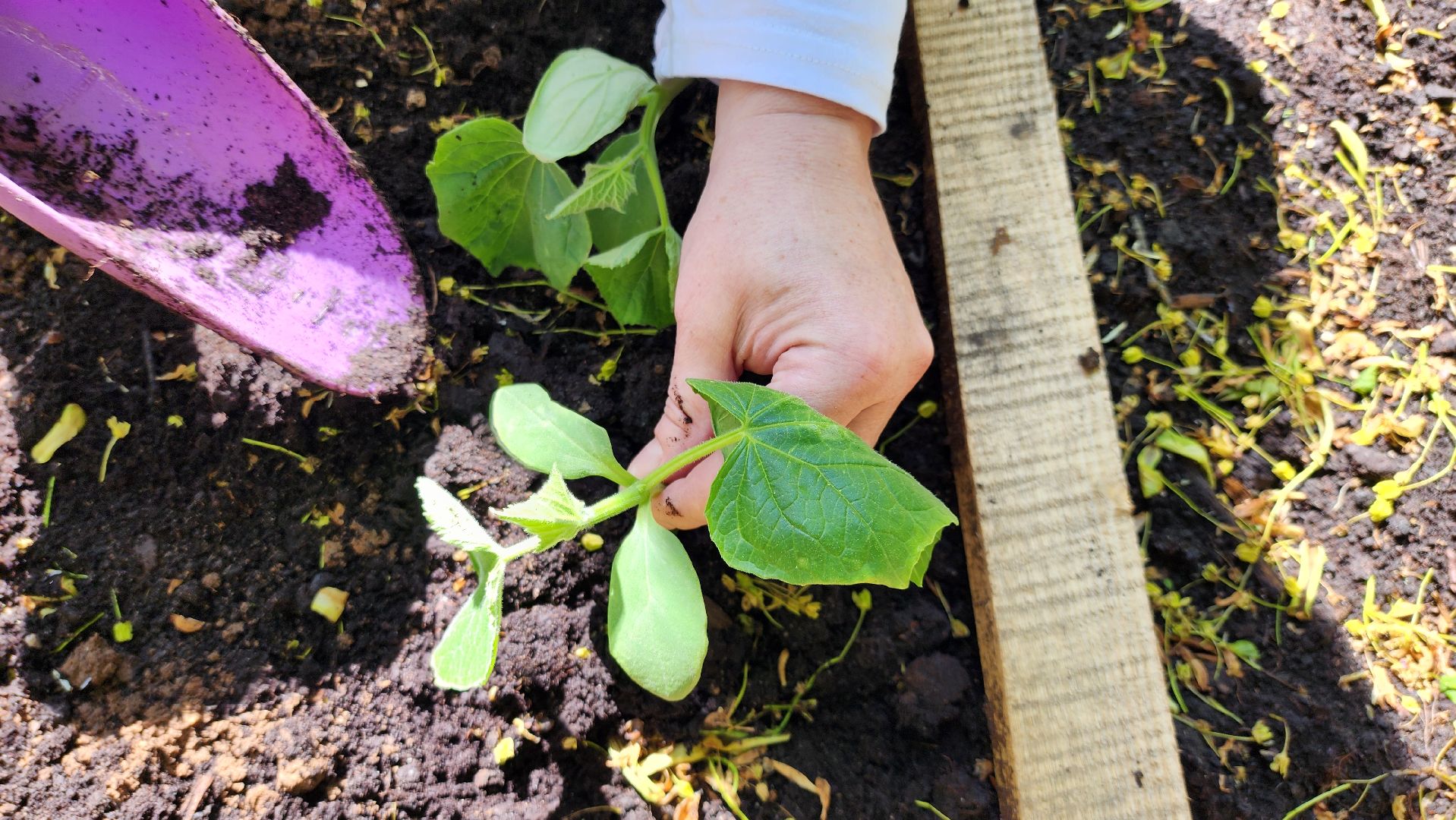 Руза, Парк городок , общественный огород, Парки Подмосковья ,