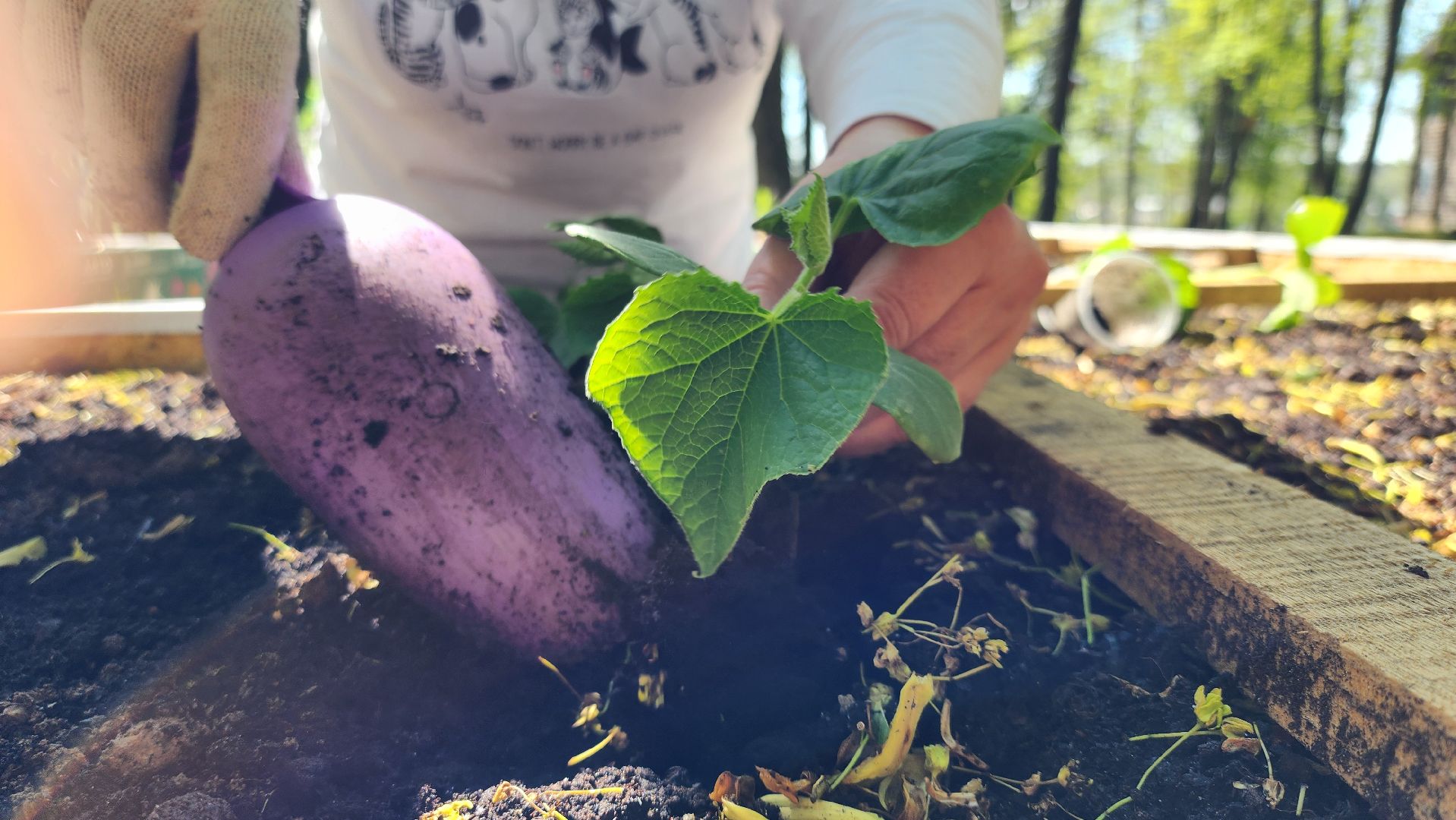 Руза, Парк городок , общественный огород, Парки Подмосковья ,