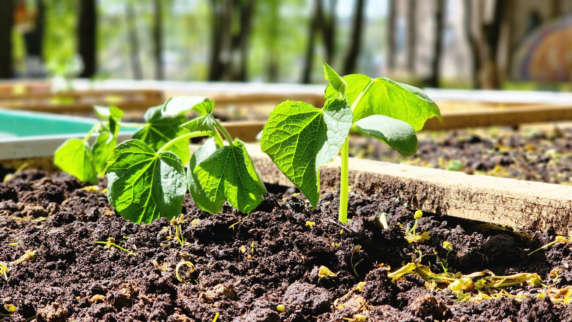 Руза, Парк городок , общественный огород, Парки Подмосковья ,