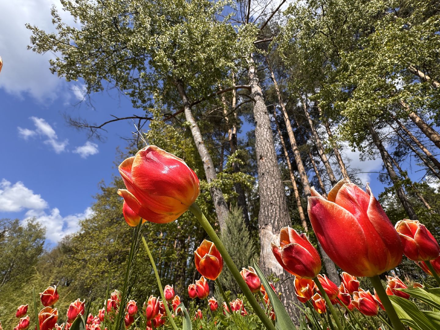 Фотолокация, одинцовский парк культуры спорта и отдыха, Фотозоны, Одинцово,