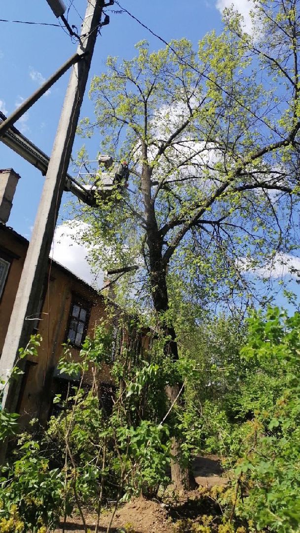 пушкино, удаление деревьев, удаление сухостоя, аварийные деревья, жители, коммунальная служба, вертикалки,