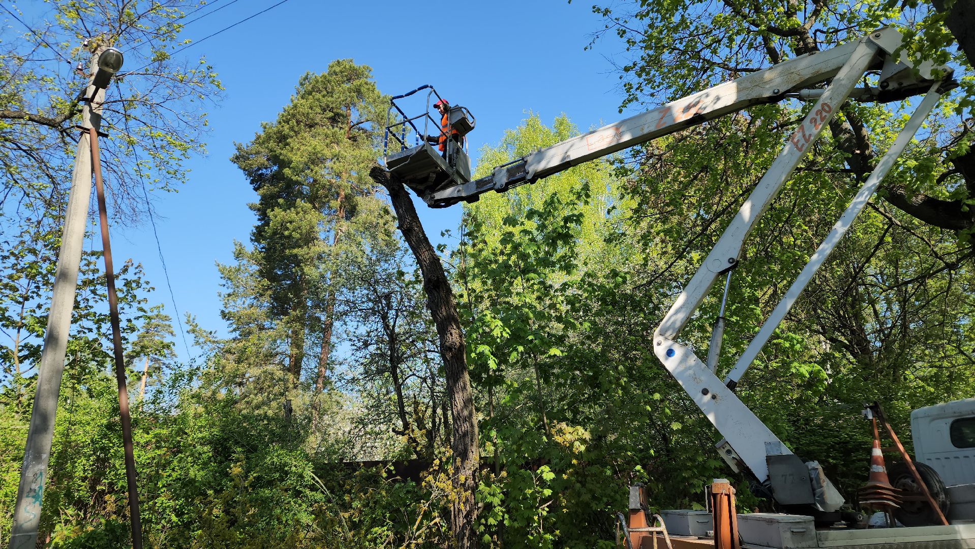 пушкино, удаление деревьев, удаление сухостоя, аварийные деревья, жители, коммунальная служба, вертикалки,