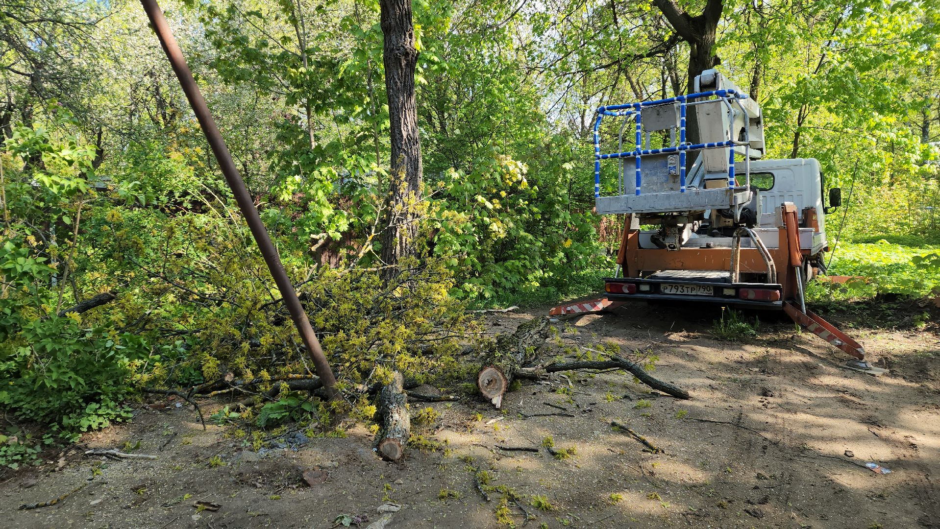 пушкино, удаление деревьев, удаление сухостоя, аварийные деревья, жители, коммунальная служба, вертикалки,