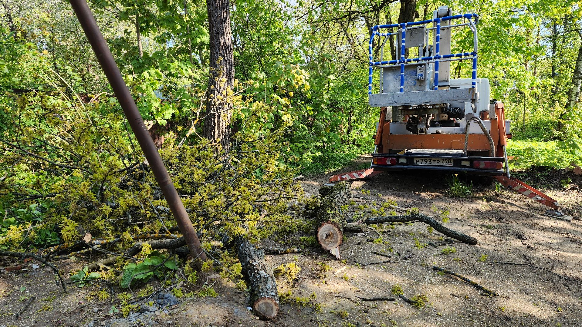 пушкино, удаление деревьев, удаление сухостоя, аварийные деревья, жители, коммунальная служба, вертикалки,