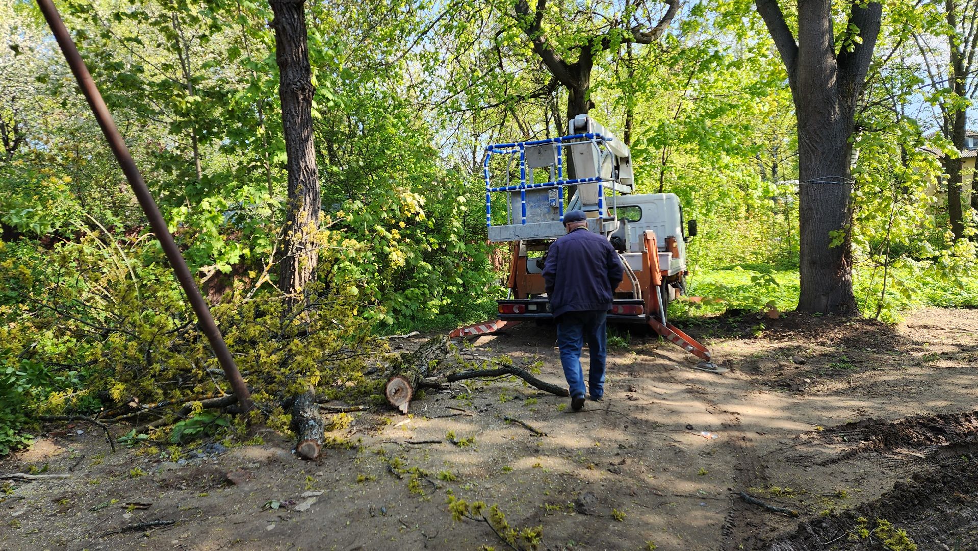 пушкино, удаление деревьев, удаление сухостоя, аварийные деревья, жители, коммунальная служба, вертикалки,