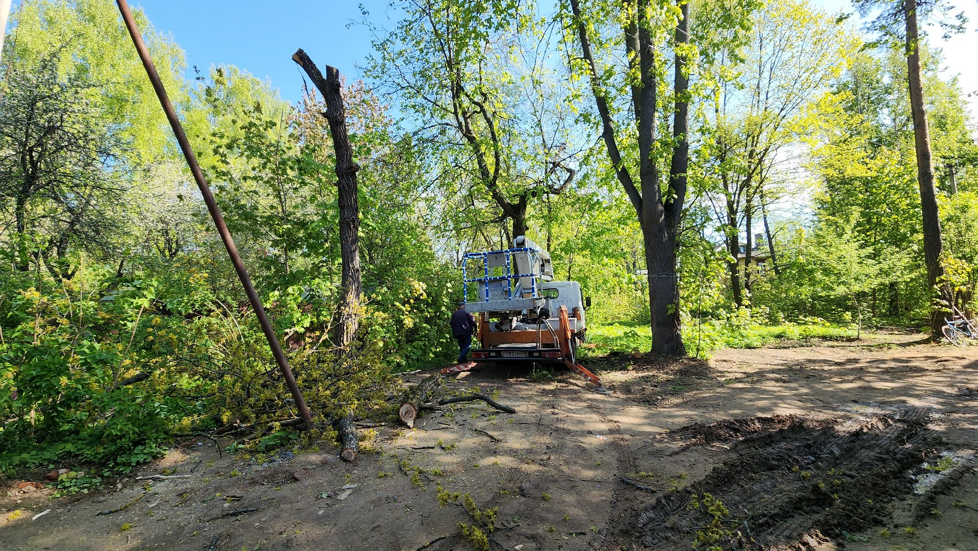 пушкино, удаление деревьев, удаление сухостоя, аварийные деревья, жители, коммунальная служба, вертикалки,