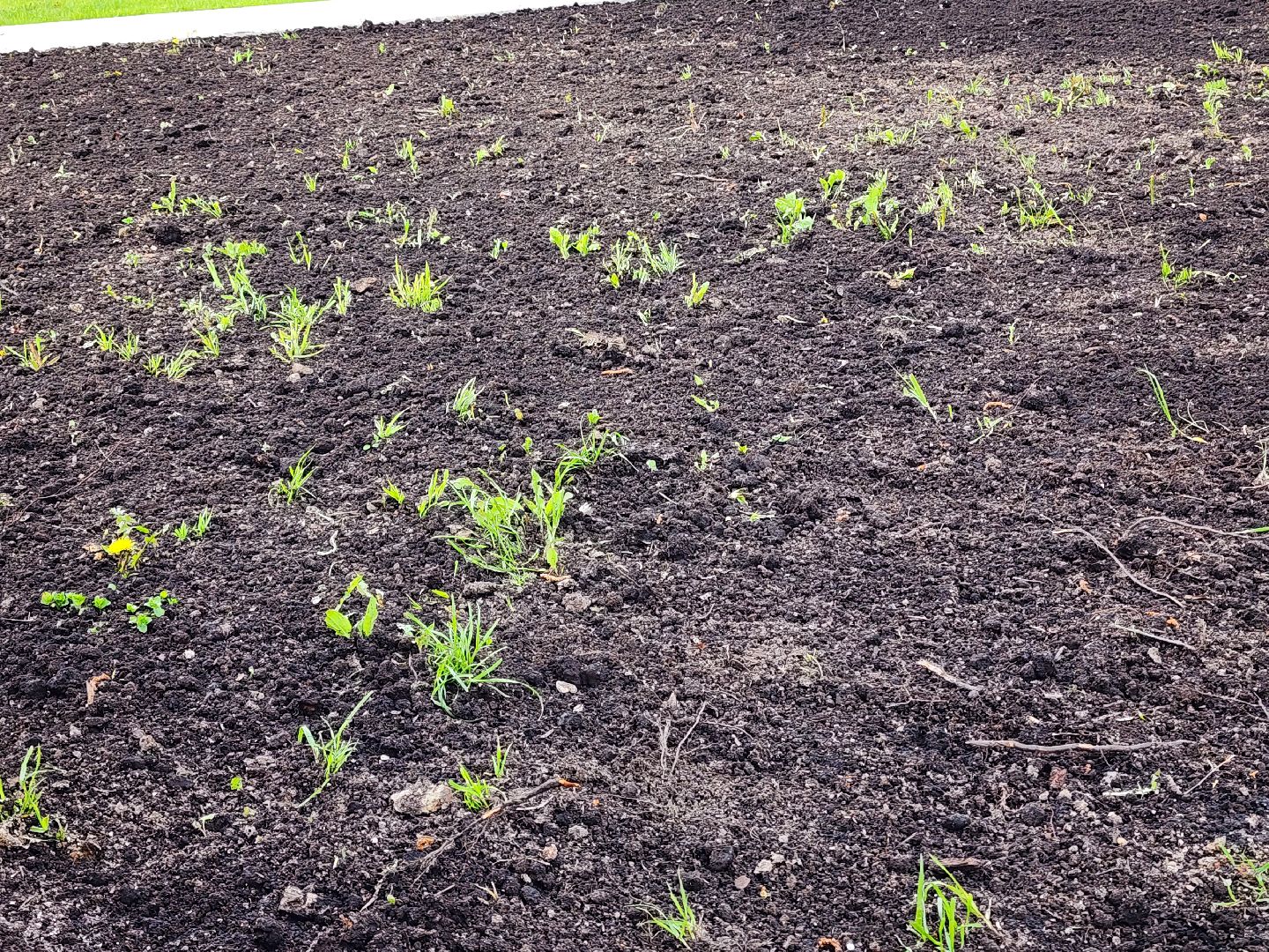 сергиев посад, озеленение города, благоуствойство, газон, бульвар кузнецова,