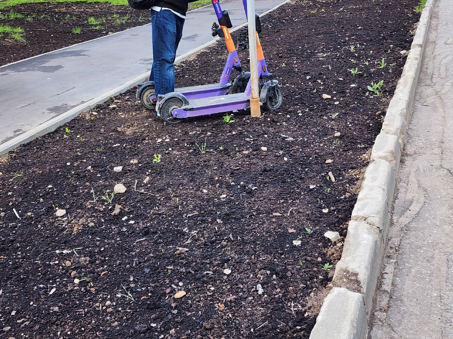 сергиев посад, озеленение города, благоуствойство, газон, бульвар кузнецова,