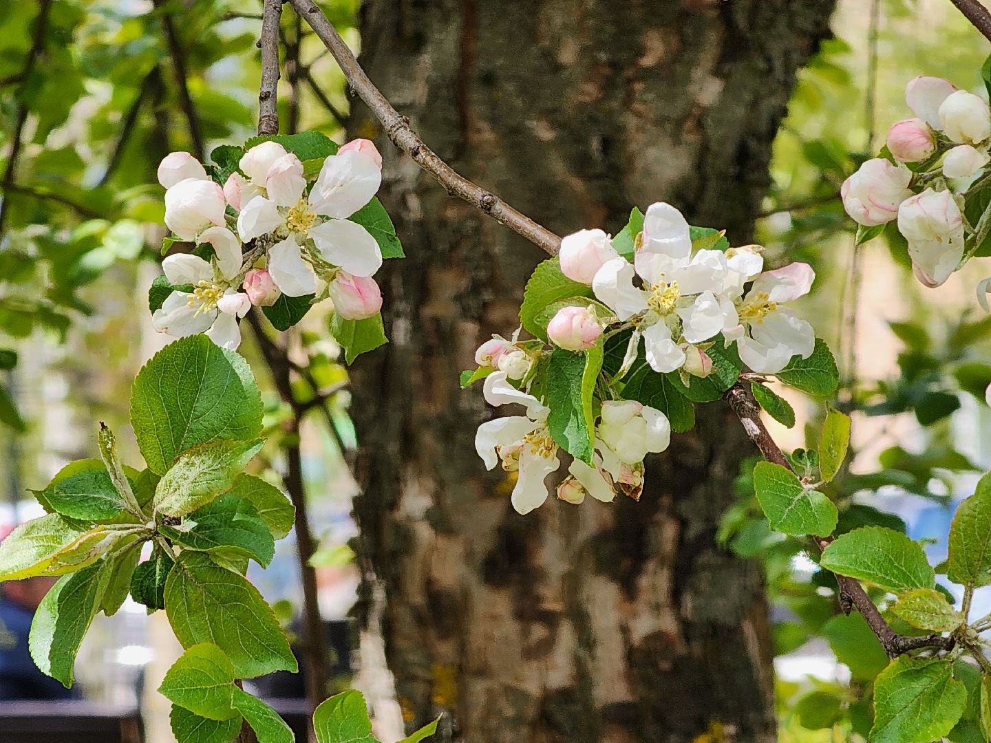 сергиев посад, озеленение города, благоуствойство, газон, бульвар кузнецова,