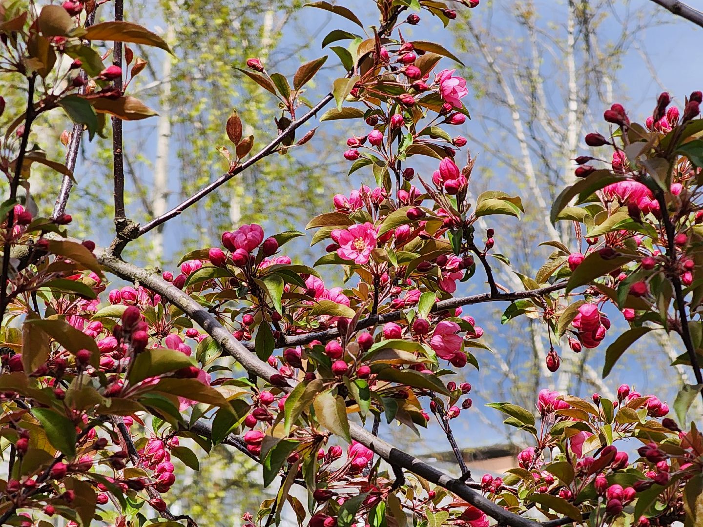 сергиев посад, озеленение города, благоуствойство, газон, бульвар кузнецова,