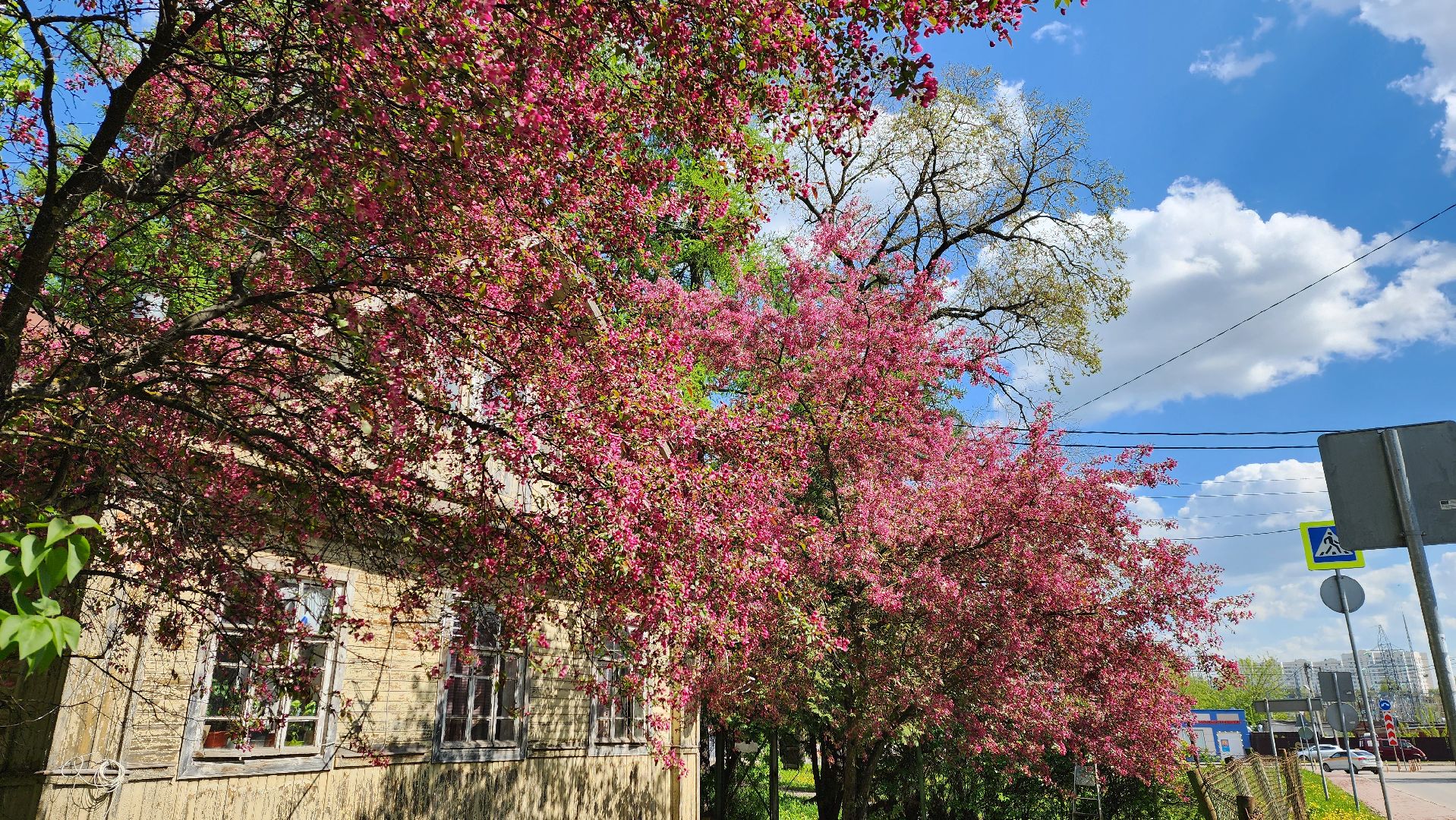 солнечногорск, яблони, туризм, фотосессия,