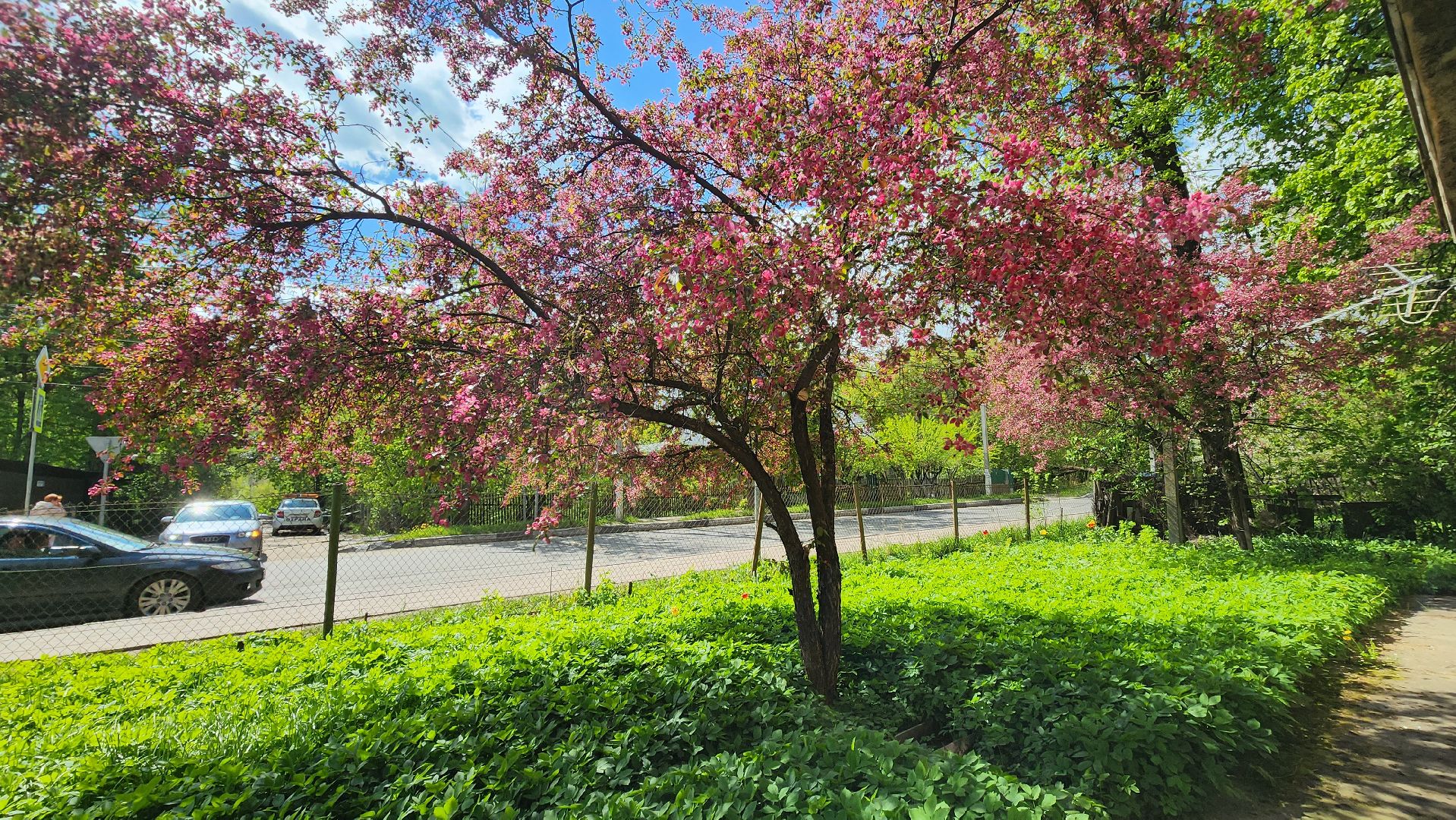 солнечногорск, яблони, туризм, фотосессия,