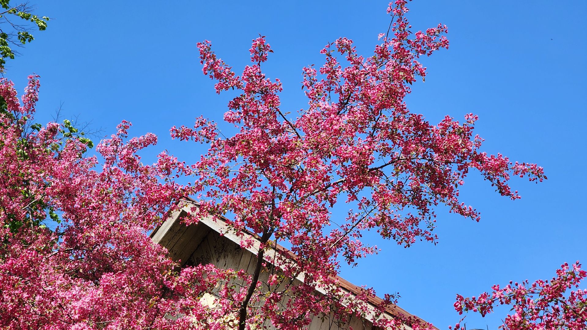 солнечногорск, яблони, туризм, фотосессия,