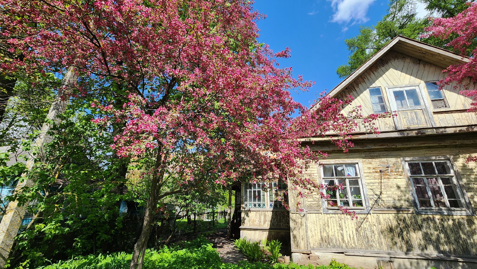 солнечногорск, яблони, туризм, фотосессия,