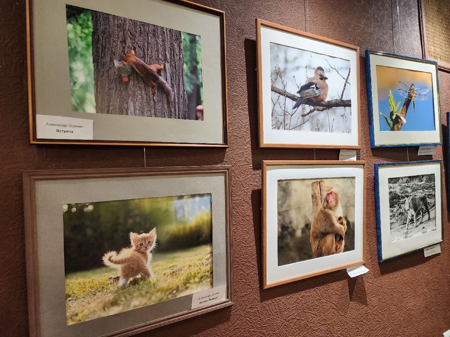 раменское, культура, анималистическая выставка в дк сатурн,